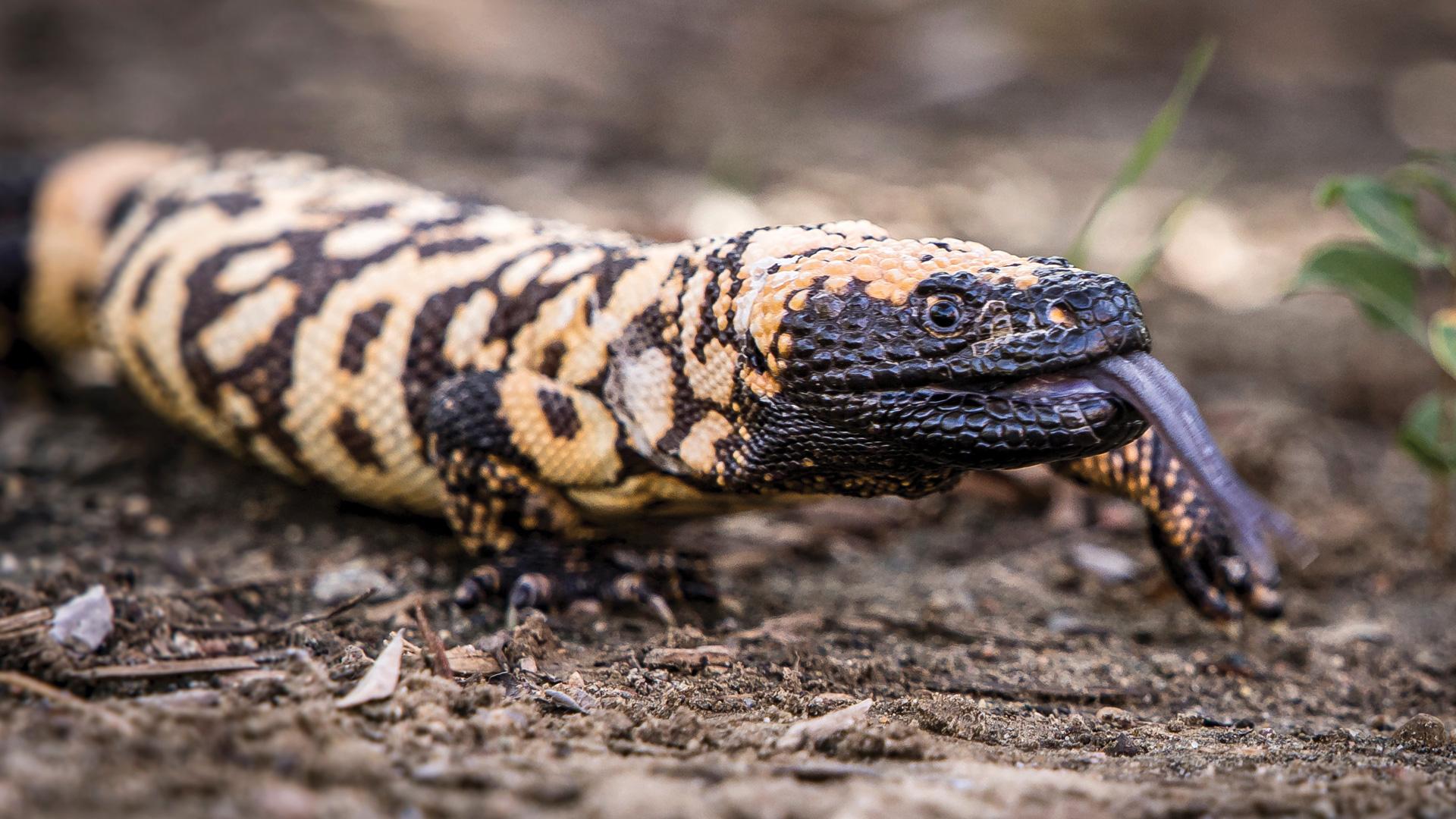 Gila monster.